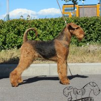 SHER TAMAKO CUTE - SHER TAMAKO CUTEInternational Champion; Junior World Winner-2018; Vice-Junior European Winner-2018; Top-Junior Female in Breed-2018; Junior Champion of Russia, Lithuania, Latvia, 3*Junior National Airedale terrier Club Champion; Champion of Russia, Lithuania, 4*National Airedale terrier Club Champion, Post graduate Class Winner on Crufts-2019, 3*BIG, 2*BISS; HD-A, ED-0.Рожд 04/05/2017(о. Int. Ch. Flaire Matterhorn for Sher м. Int. Ch. Sher White Rose)Владелец: Михеева Надежда (г.Москва)